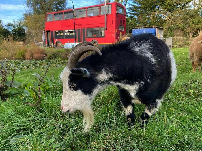 Couple Buys A London Double Decker Bus, Turns It Into A Dream Home Complete With A Fireplace And A Bathtub, Lives Mortgage Free Couple Buys A London Double Decker Bus, Turns It Into A Dream Home Complete With A Fireplace And A Bathtub, Lives Mortgage Free
