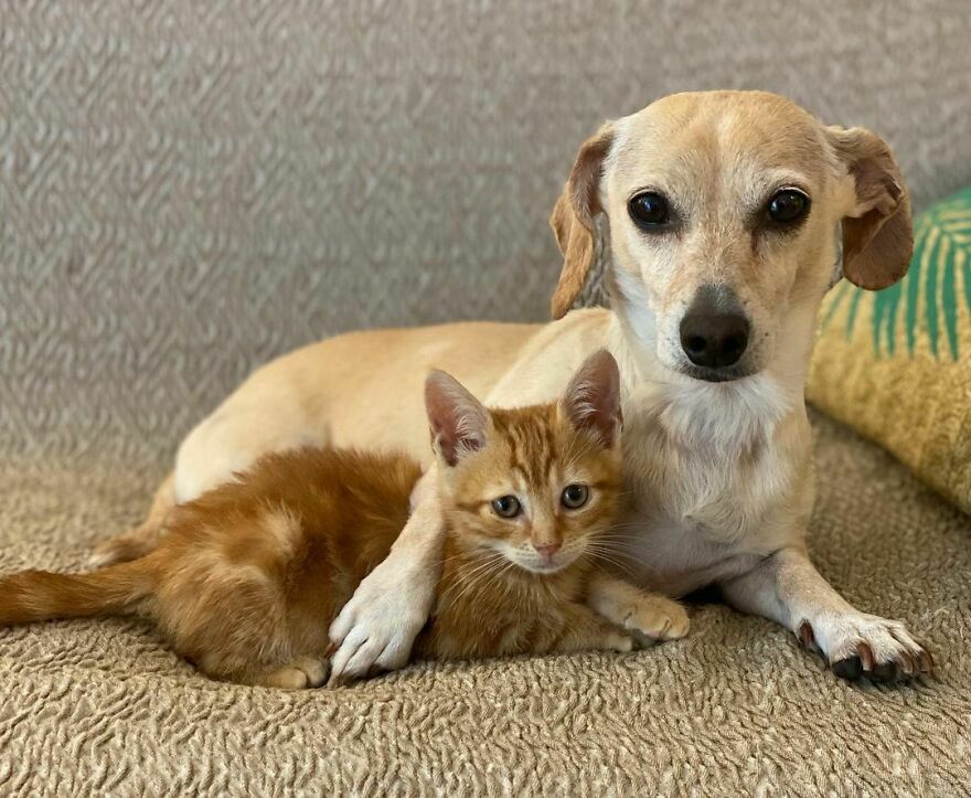 Dog Takes Shy Kittens Under Her Wing While They Build Up Courage To Interact With People Dog Takes Shy Kittens Under Her Wing While They Build Up Courage To Interact With People
