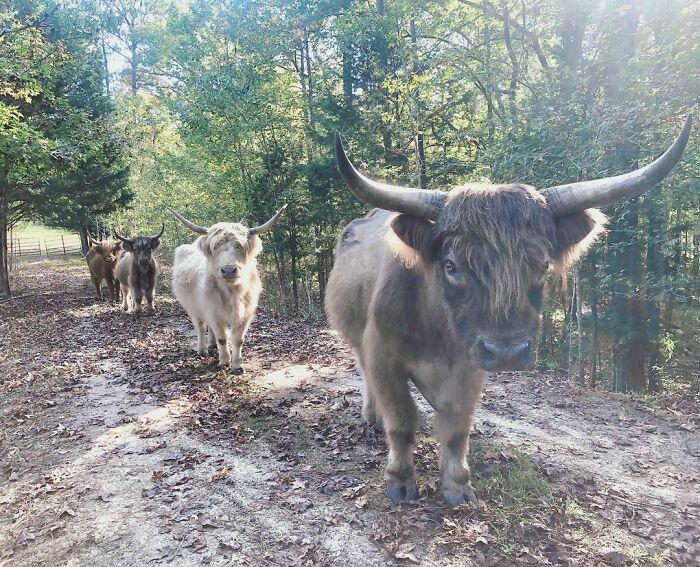 90-Rescue-Animals-Adri-Rachelle