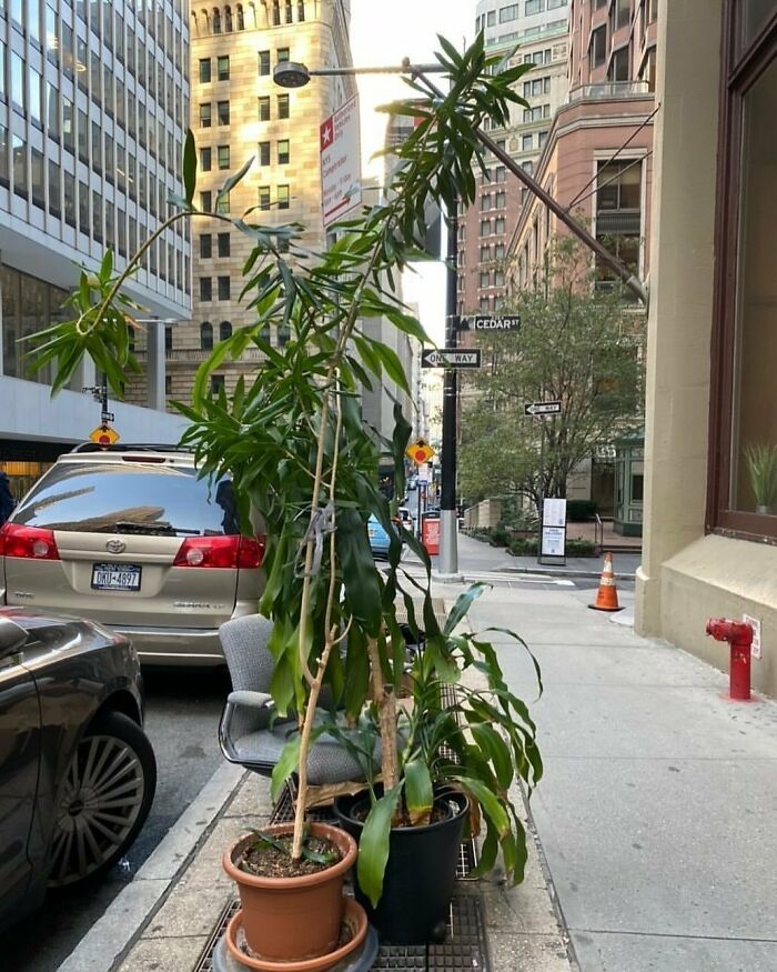 Greens! 62 Cedar Street