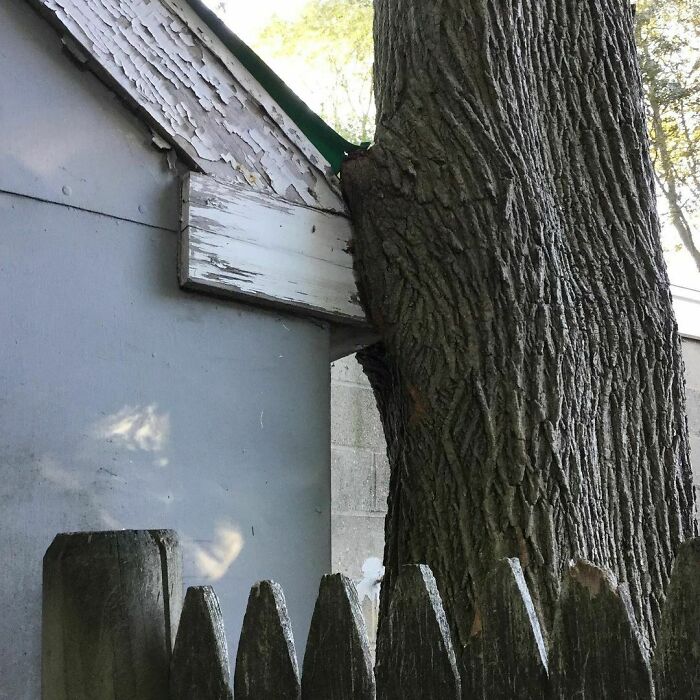 I Bet The Tree Will Win!