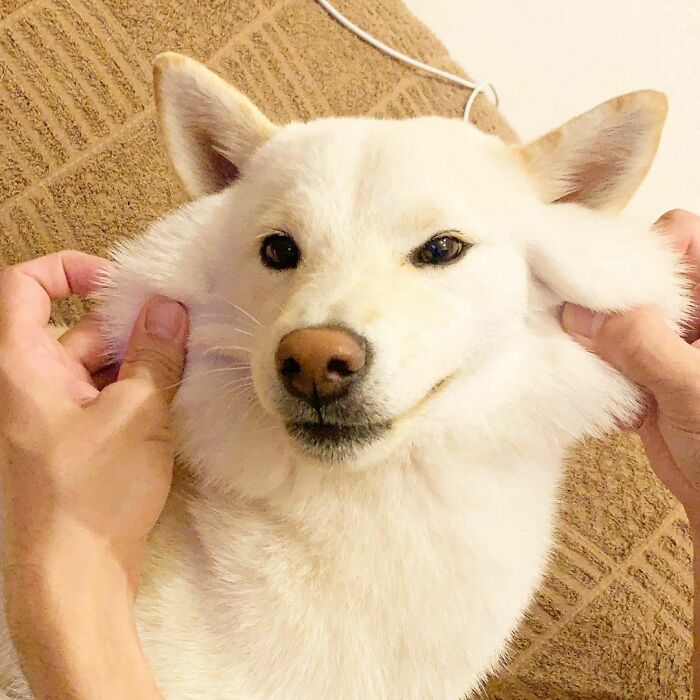 This Super Cute Stretchy Shiba