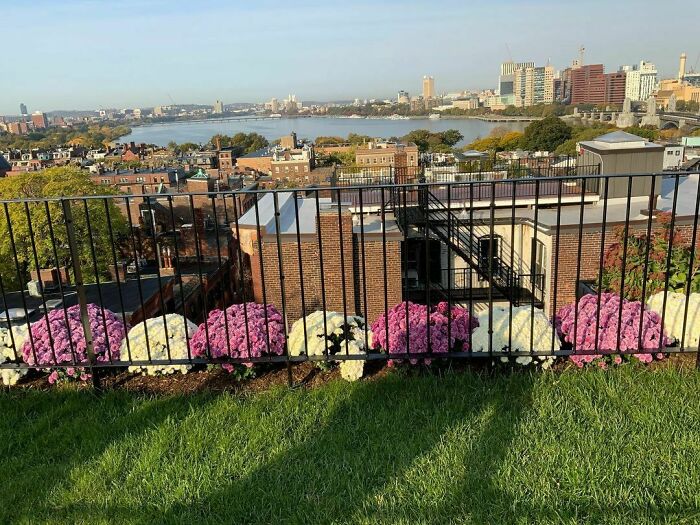 Ready For The Riding Lawn Mower!