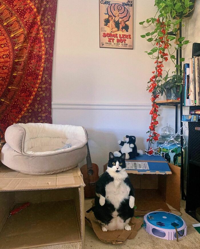 This Chonky Cat Is Going Viral For Standing Like A Penguin This Chonky Cat Is Going Viral For Standing Like A Penguin