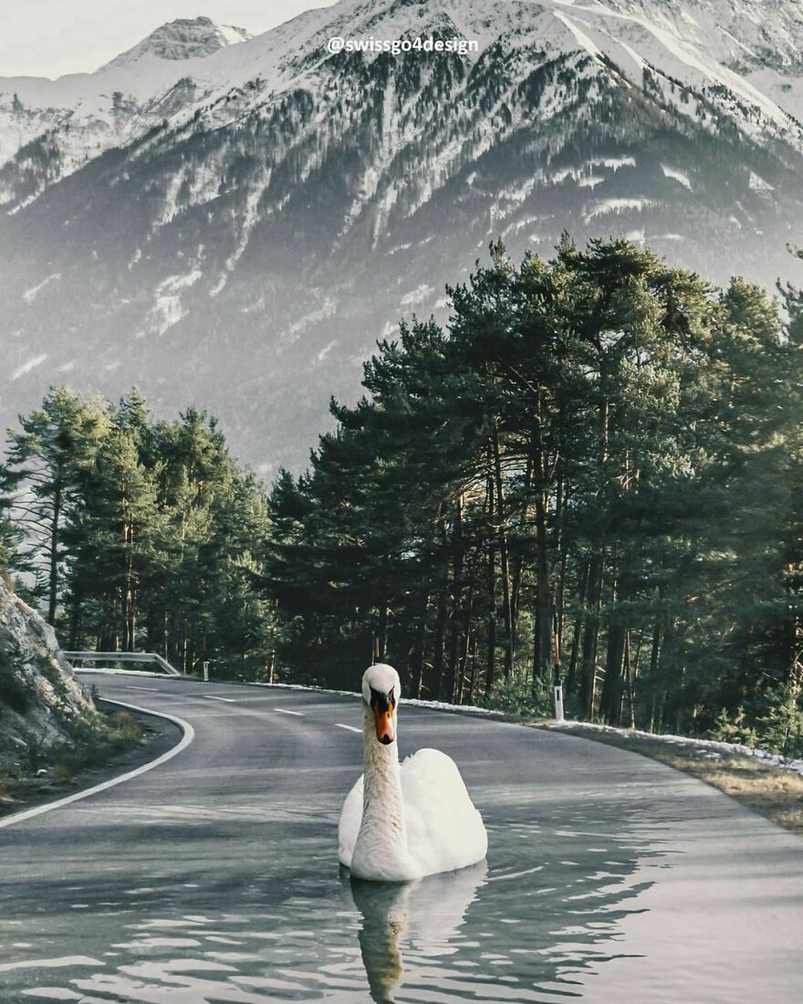 On The Road Again...
op @unsplash @didiofederico
#surreal #surrealismworld #surrealism #myway #dailyart ##theunıversalart #thecreativers #thecreart #xceptionaledits #launchdsigns #gmofps #maxfromtax #lumasgallery #artstar #discoveredit #digitallyart #digitalcontentors #diggin_art #entersurrealism #enter_imaginations #enterimagination #learnphotoshop #swan #milliondollarvisuals #bleachfilm #graphicroozane #fxcreatives #fubiz #plexery #pr0ject_uno