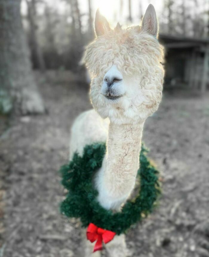 90-Rescue-Animals-Adri-Rachelle