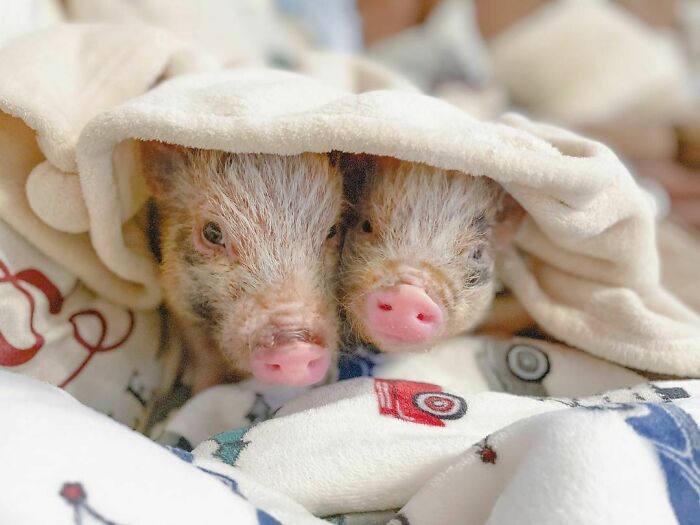 90-Rescue-Animals-Adri-Rachelle