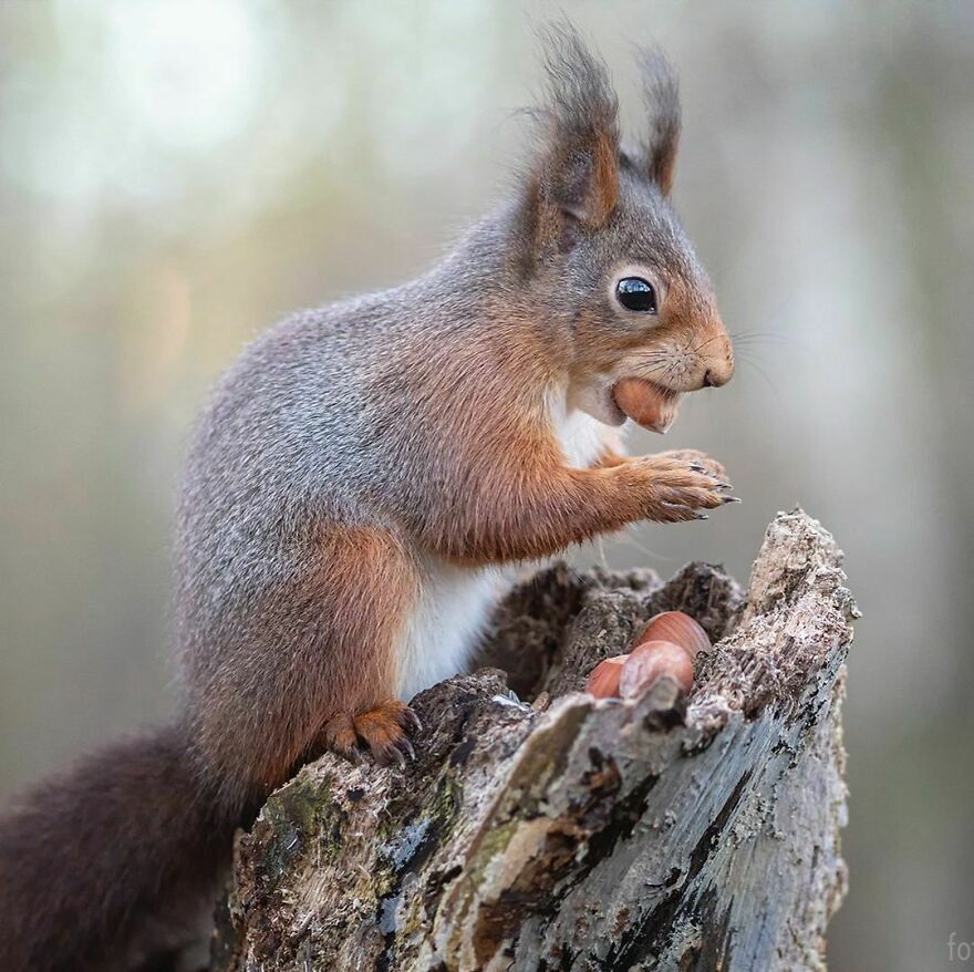 I Thought We Said No Expensive Gifts