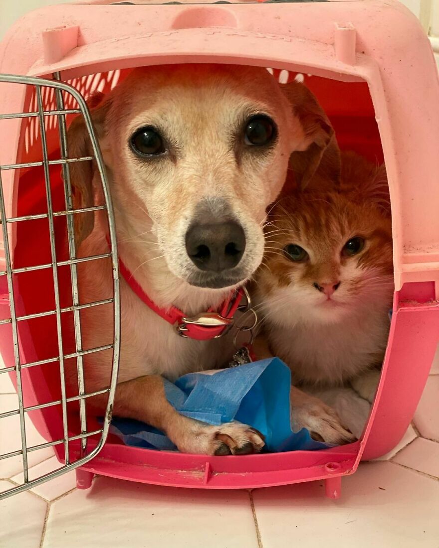 Dog Takes Shy Kittens Under Her Wing While They Build Up Courage To Interact With People Dog Takes Shy Kittens Under Her Wing While They Build Up Courage To Interact With People