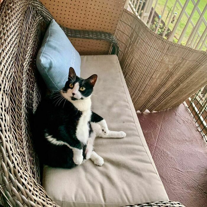 This Chonky Cat Is Going Viral For Standing Like A Penguin This Chonky Cat Is Going Viral For Standing Like A Penguin