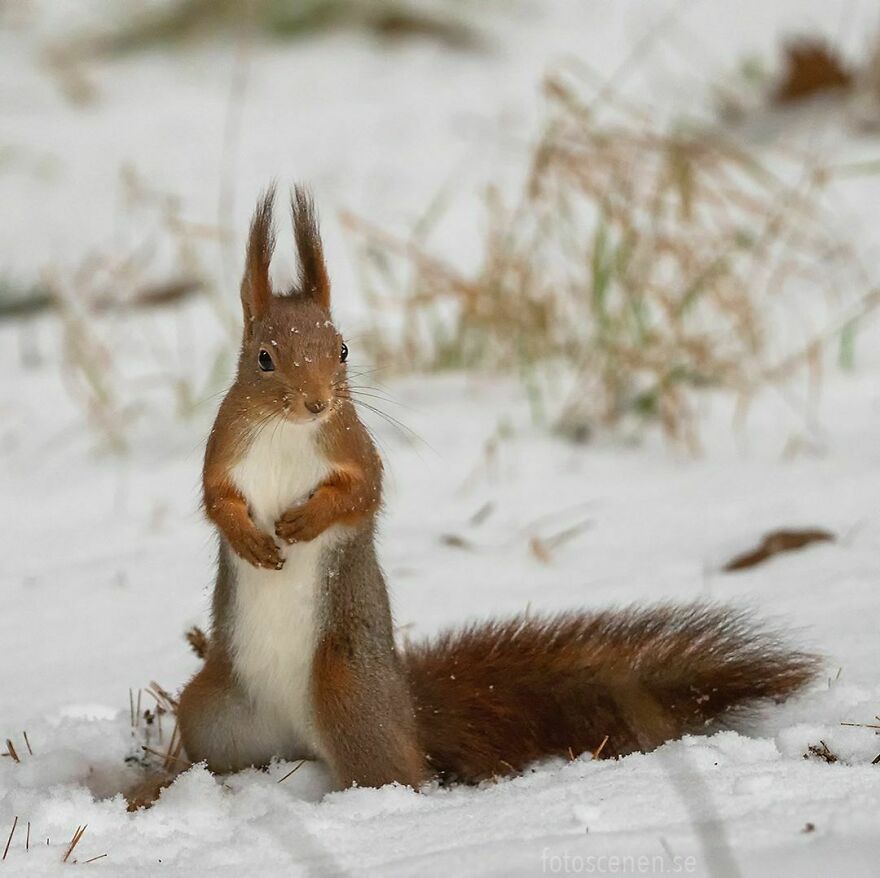 Can’t Find His Keys