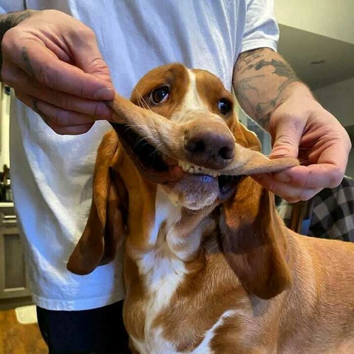 Gunther Has A Big Smile, When His Hooman Helps Him