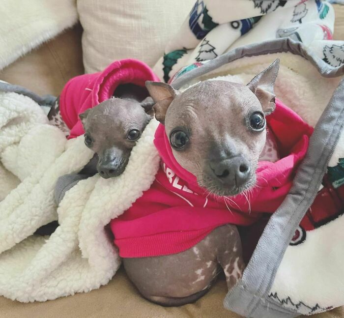 90-Rescue-Animals-Adri-Rachelle