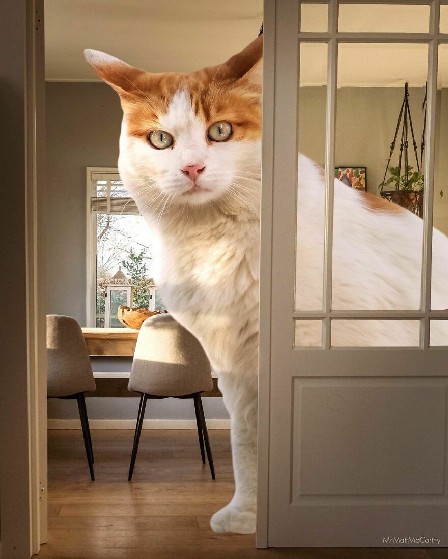Artist Imagines The World With Giant Cats, And The Result Is Purrrfect