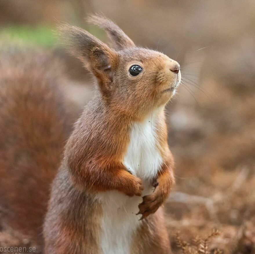 Something In The Air