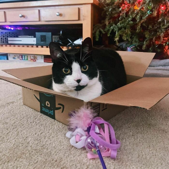This Chonky Cat Is Going Viral For Standing Like A Penguin This Chonky Cat Is Going Viral For Standing Like A Penguin