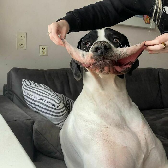 Stretchy Great Dane's Cheeks