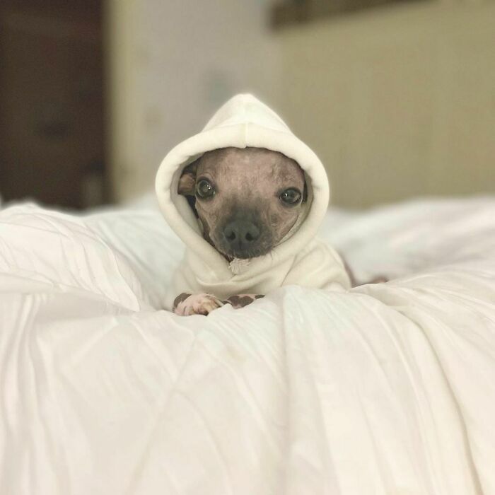 90-Rescue-Animals-Adri-Rachelle