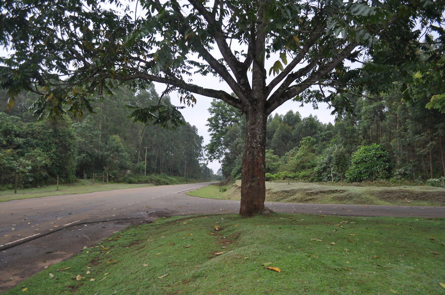 Castle Forest Lodge, Mt Kenya Castle Forest Lodge, Mt Kenya