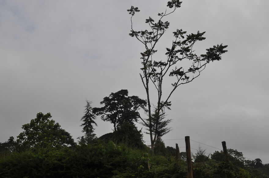 Castle Forest Lodge, Mt Kenya