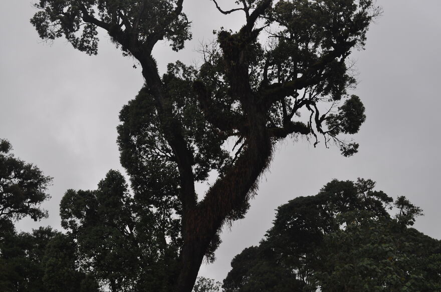 Castle Forest Lodge, Mt Kenya