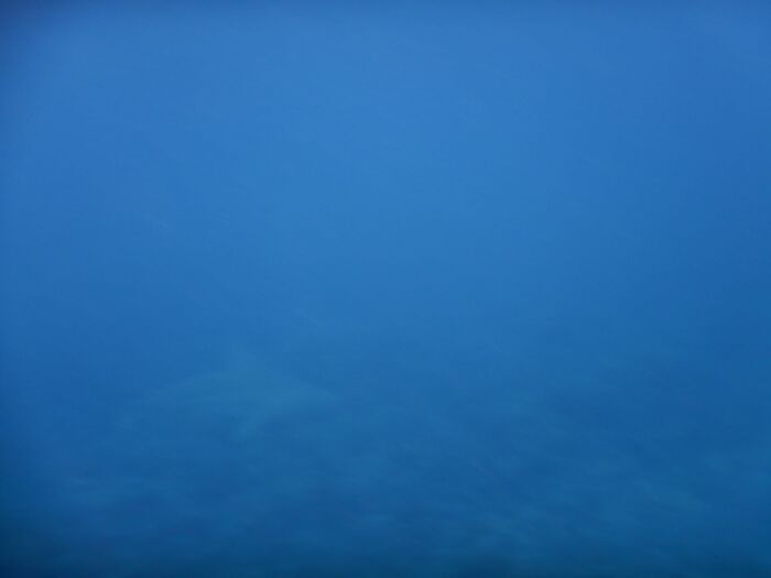 This Is A Crap Picture I Took Of An 8 To 10 Foot Tiger Shark Who Ended Up Stalking Us This Morning While We Snorkeled In Crap Weather On Maui