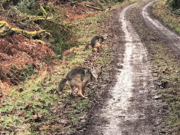 I Had To Wait For Just The Right Picture And I Think This Nailed It - But Maybe A Little Too On The Nose?