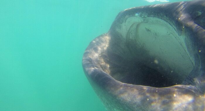 When Your Swimming Along And Something Brushes Your Leg. Yes, That Is A 40' Long Whale Shark. Surprise!!
