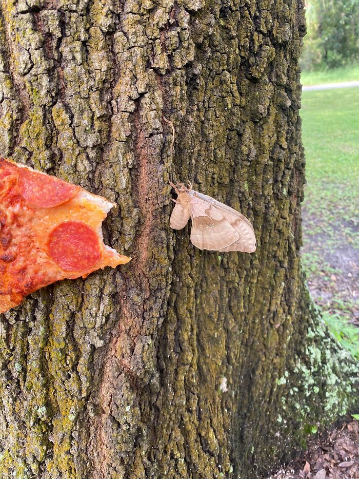 Big Ass Moth. Pizza For Scale