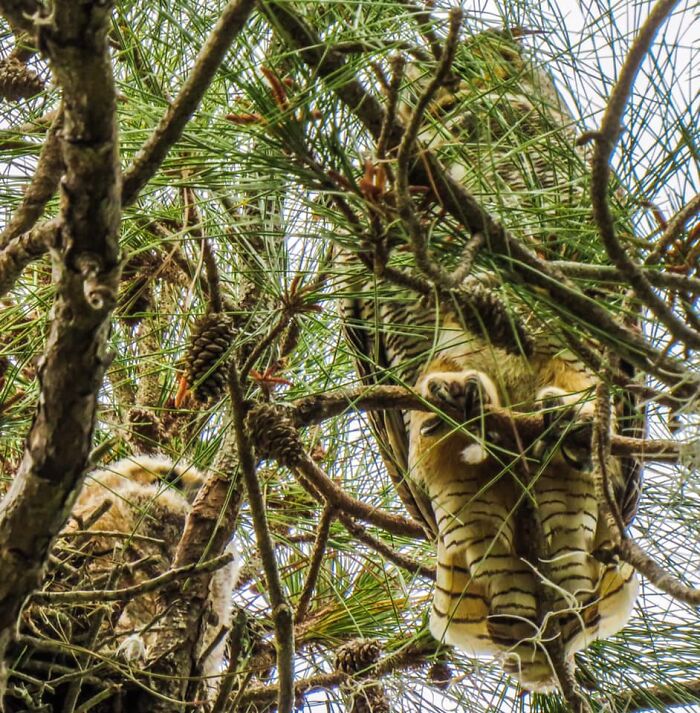Trust Me There’s A Baby Owl On The Left And Mama Owl On The Right