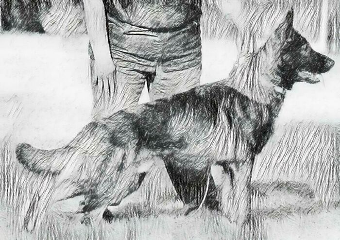 I Drew My Dog (Before I Got Him) From A Photo Online