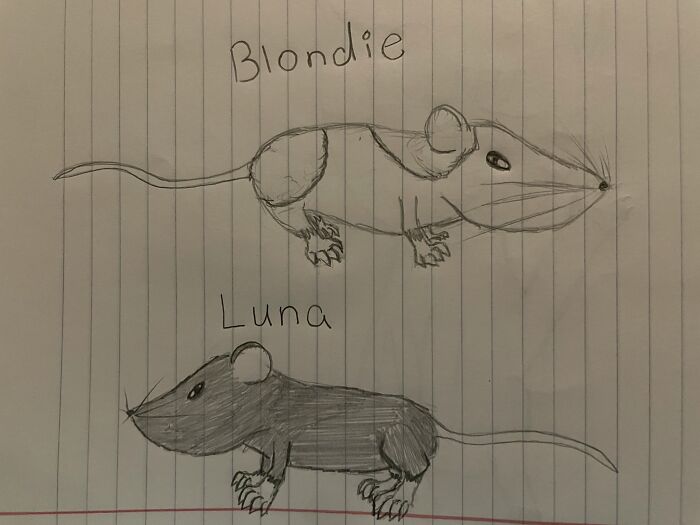 A Bit Of A Realistic Take On My Pet Mice