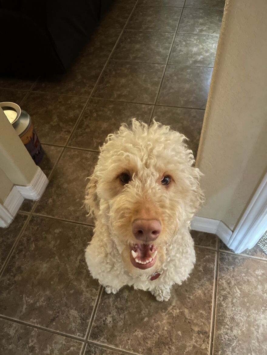 My Friend’s Dog, Bailey