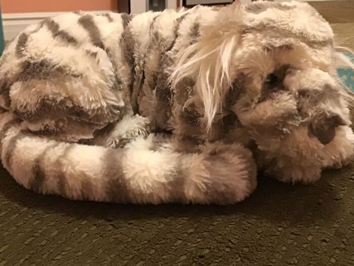 Zeus, My Doggo, Sadly He Passed Away, I Can’t Find Any Photos Of Him, So Have This Pic Of Moon!