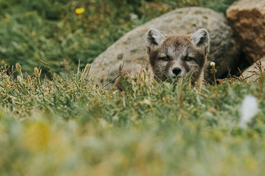 Arctic Fox Pup