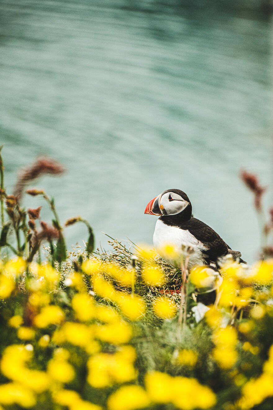 Puffin At Borgafjordur Eystri