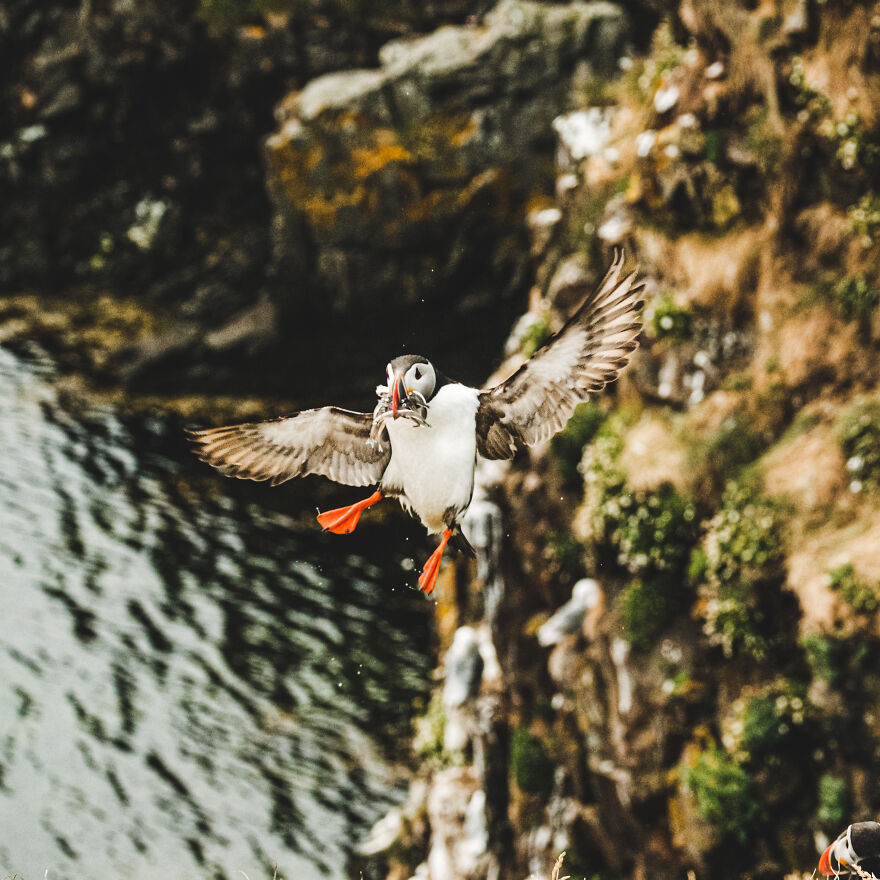 Puffin With Beak Full Of Fish