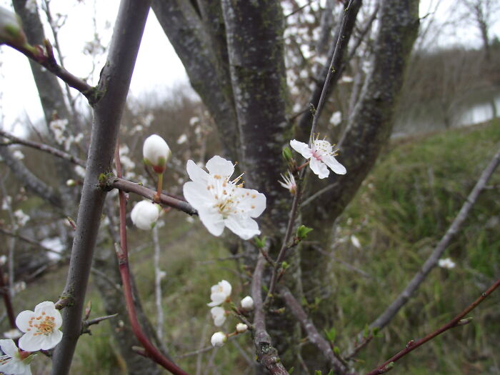 Close-Up Of Flowers