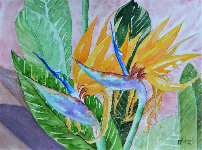 Strelitzia Reginae Watercolor Art By Artist Matrona - Olivera Stevanovic