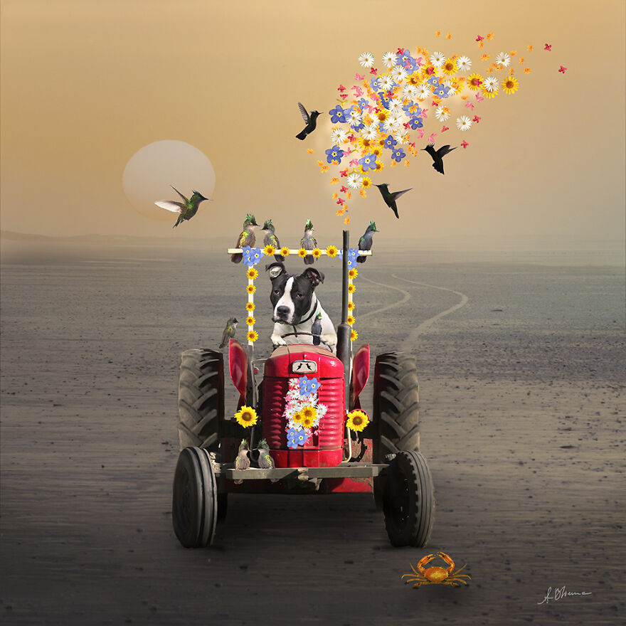 The Hummingbird Shepherd