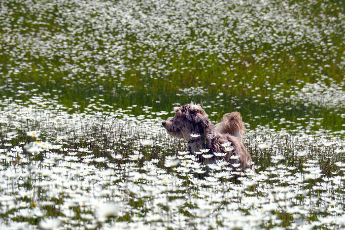 Out Enjoying The Daisies.