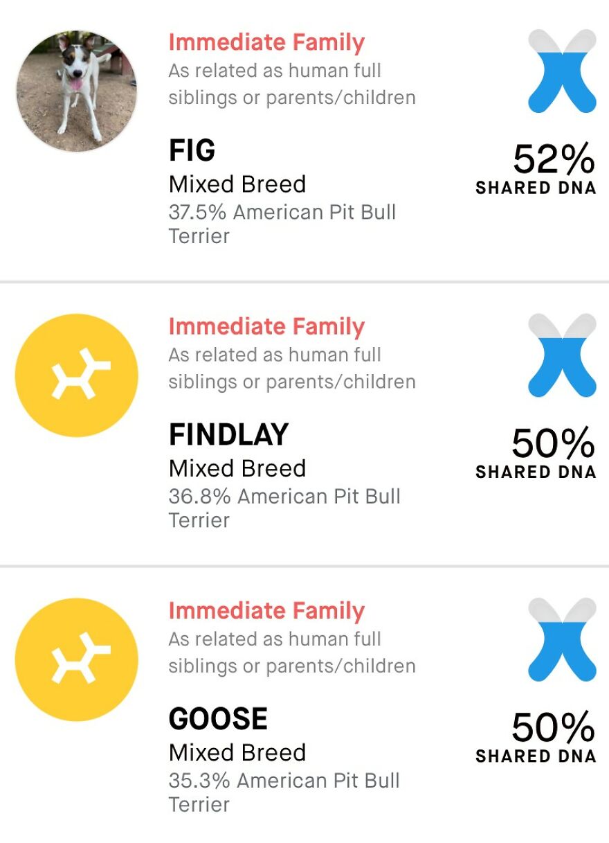 Dogs Reunite With Long Lost Littermate Through Popular Online Dog Dna Testing Provider (Dna Results Included)