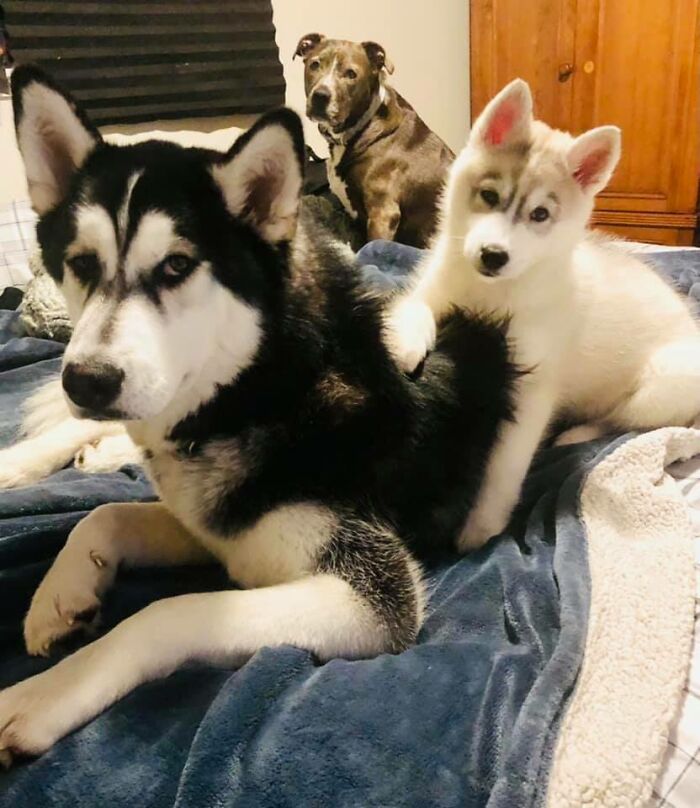 Their Band Name: Dogg Pile