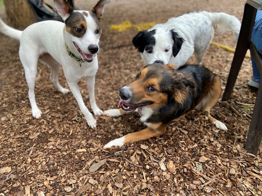 Dogs Reunite With Long Lost Littermate Through Popular Online Dog Dna Testing Provider (Dna Results Included)