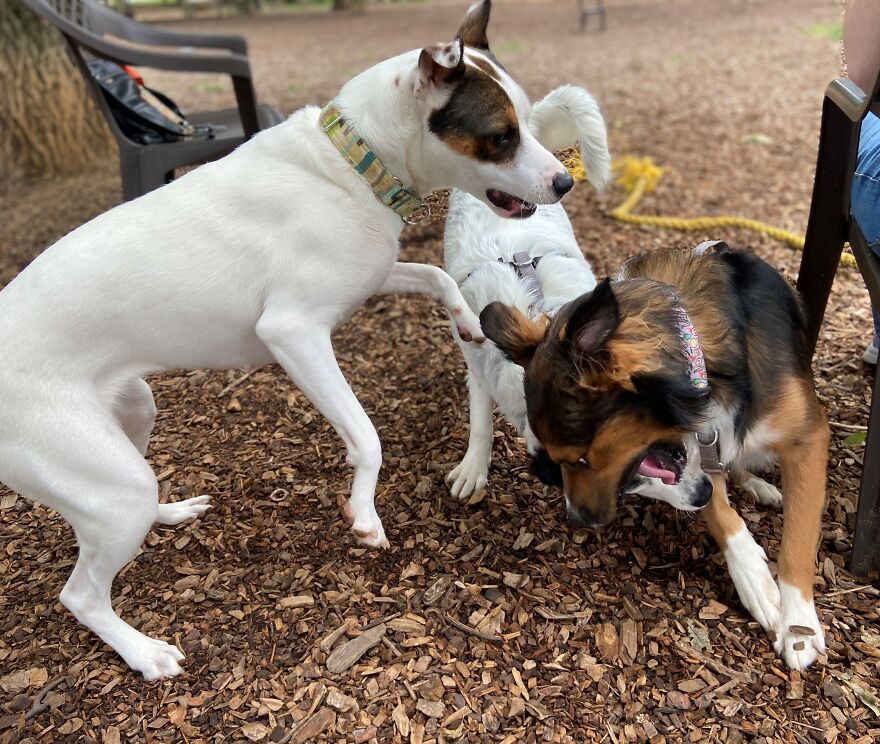 Dogs Reunite With Long Lost Littermate Through Popular Online Dog Dna Testing Provider (Dna Results Included)