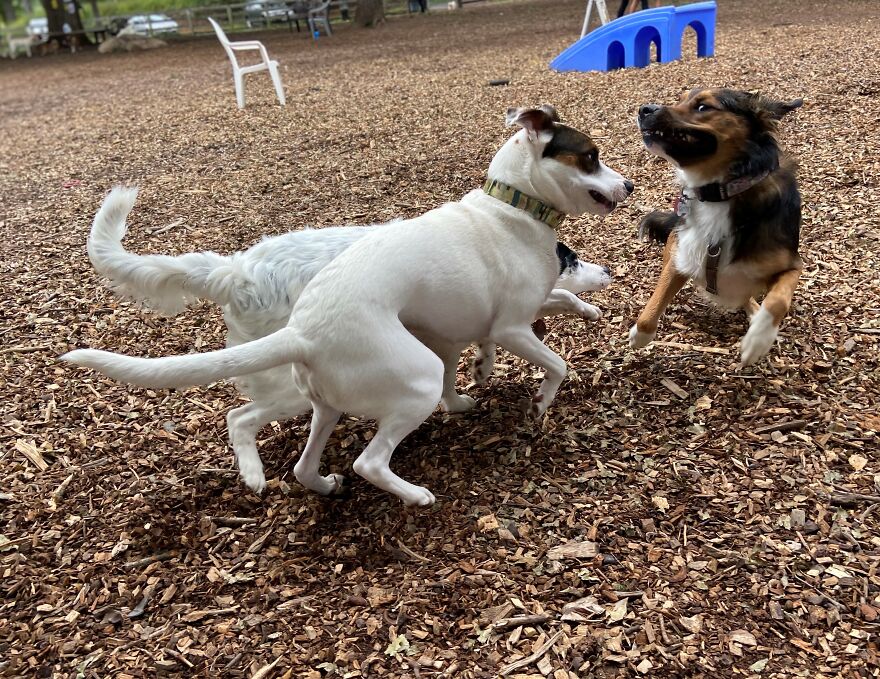 Dogs Reunite With Long Lost Littermate Through Popular Online Dog Dna Testing Provider (Dna Results Included)