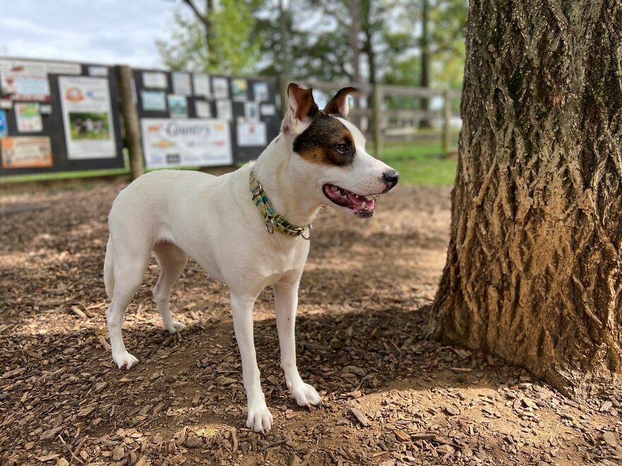 Dogs Reunite With Long Lost Littermate Through Popular Online Dog Dna Testing Provider (Dna Results Included)