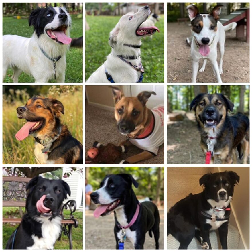 Dogs Reunite With Long Lost Littermate Through Popular Online Dog Dna Testing Provider (Dna Results Included) Dogs Reunite With Long Lost Littermate Through Popular Online Dog Dna Testing Provider (Dna Results Included)