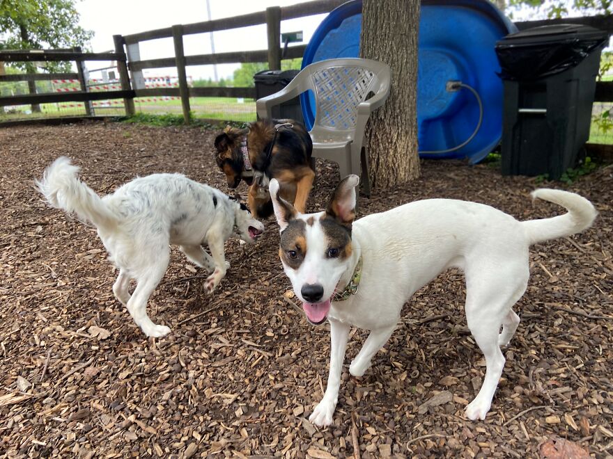 Dogs Reunite With Long Lost Littermate Through Popular Online Dog Dna Testing Provider (Dna Results Included)