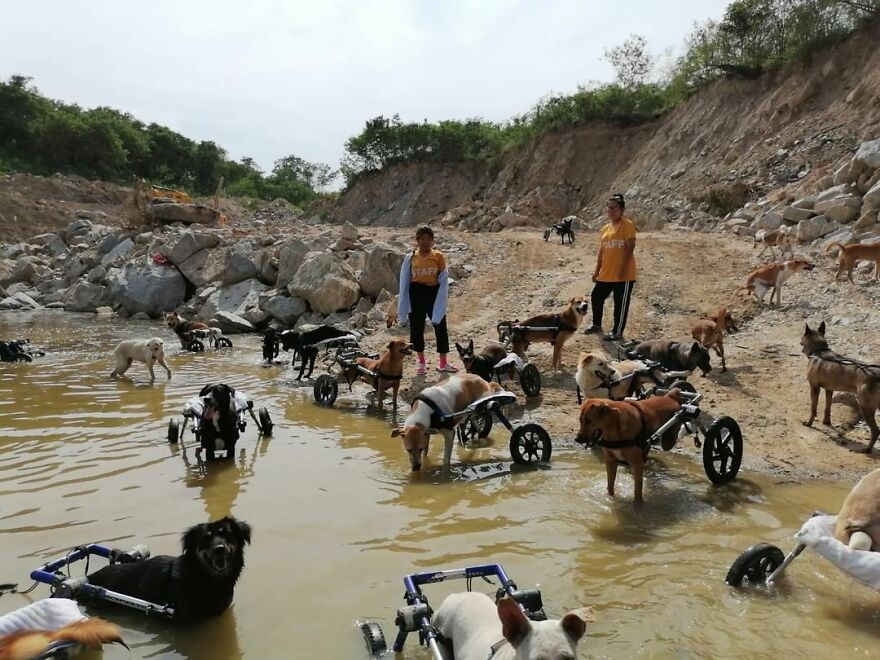 This Thai Animal Shelter Nurses Disabled Dogs Back To Life With The Help Of Vets And Wheelchairs This Thai Animal Shelter Nurses Disabled Dogs Back To Life With The Help Of Vets And Wheelchairs